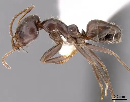 Iridomyrmex alpinus specimen