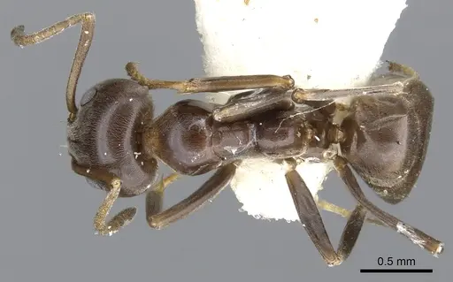 Iridomyrmex alpinus - CASENT0903092