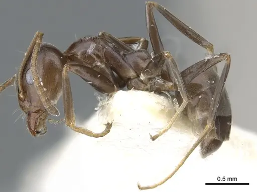 Iridomyrmex alpinus - CASENT0903092
