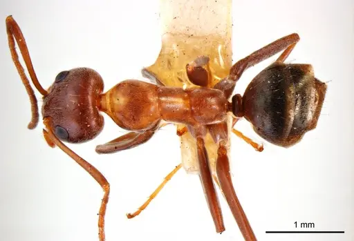 Iridomyrmex anceps specimen