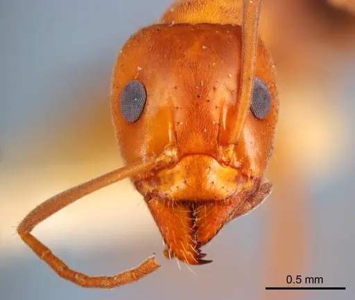 Iridomyrmex anceps specimen