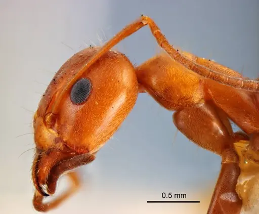 Iridomyrmex anceps specimen