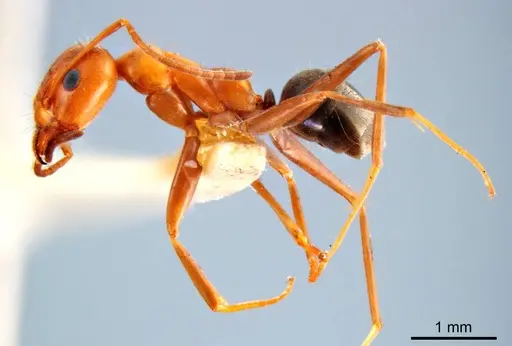 Iridomyrmex anceps - ANTWEB1008635