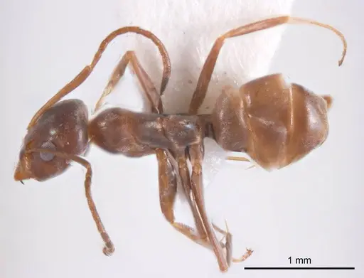 Iridomyrmex anceps - ANTWEB1008637