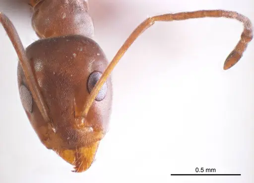 Iridomyrmex anceps - ANTWEB1008637