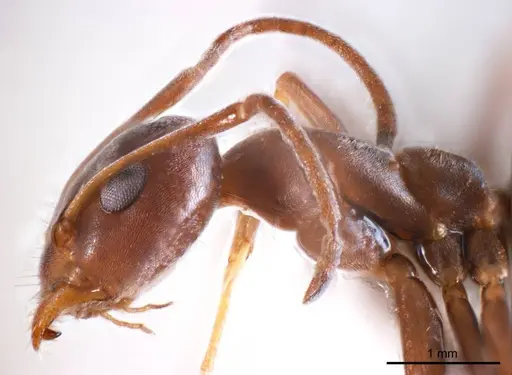 Iridomyrmex anceps - ANTWEB1008637