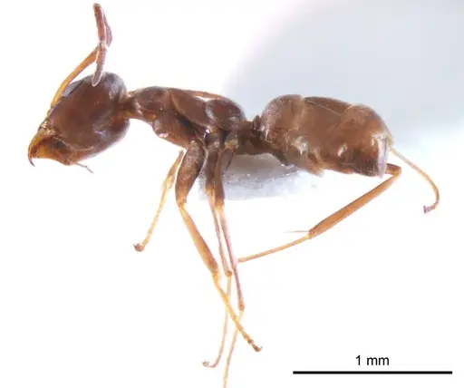 Iridomyrmex anceps - ANTWEB1008637