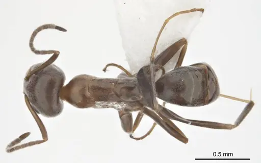 Iridomyrmex anceps - ANTWEB1008638