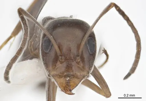 Iridomyrmex anceps - ANTWEB1008638