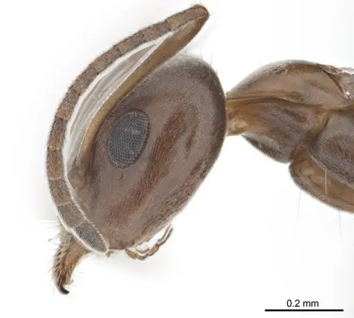 Iridomyrmex anceps - ANTWEB1008638