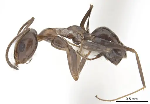 Iridomyrmex anceps - ANTWEB1008638