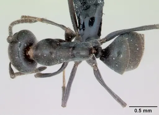 Iridomyrmex anceps - CASENT0012697