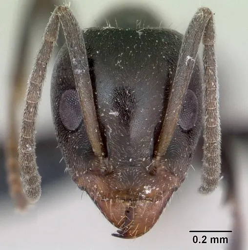 Iridomyrmex anceps - CASENT0012697