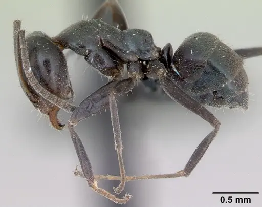 Iridomyrmex anceps - CASENT0012697