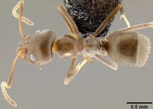 Iridomyrmex anceps - CASENT0171061