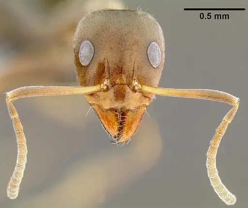 Iridomyrmex anceps - CASENT0171061