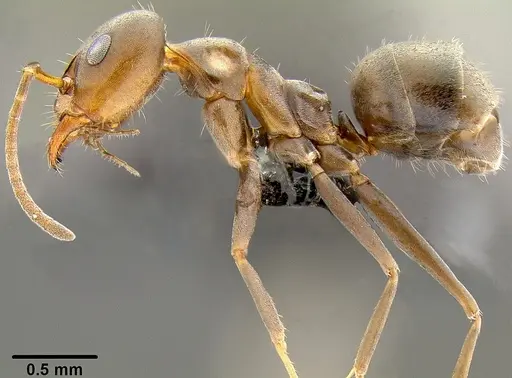 Iridomyrmex anceps - CASENT0171061