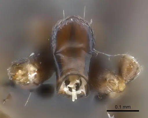 Iridomyrmex anceps - CASENT0177568