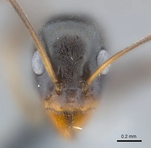 Iridomyrmex anceps - CASENT0177568