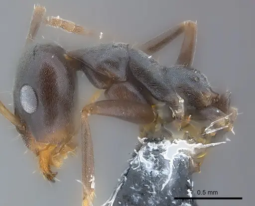 Iridomyrmex anceps - CASENT0177568