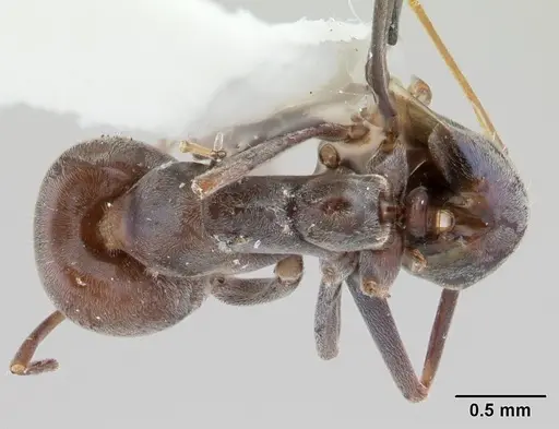 Iridomyrmex anceps - CASENT0178384