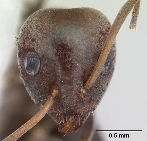 Iridomyrmex anceps - CASENT0178384