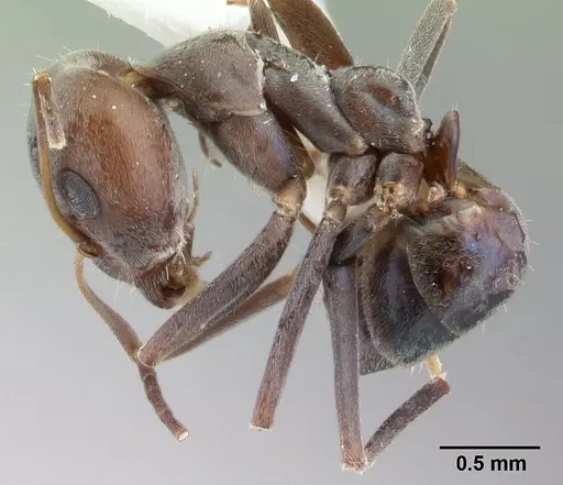 Iridomyrmex anceps - CASENT0178384