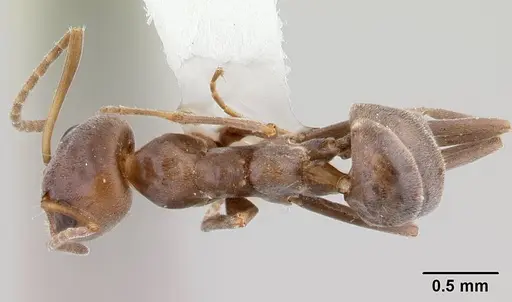 Iridomyrmex anceps - CASENT0178385