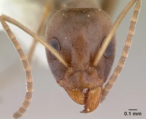 Iridomyrmex anceps - CASENT0178385