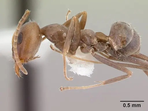 Iridomyrmex anceps - CASENT0178385