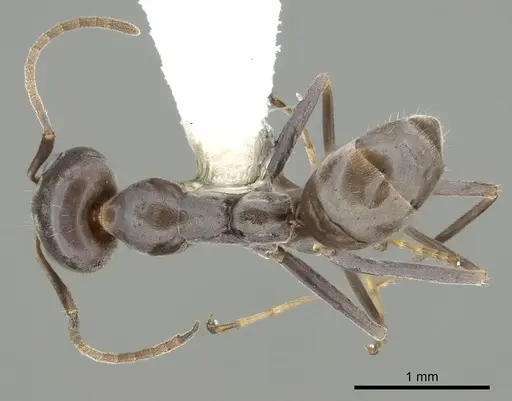 Iridomyrmex anceps - CASENT0249704