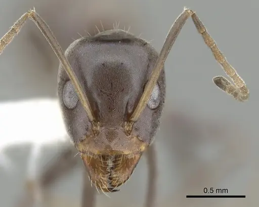 Iridomyrmex anceps - CASENT0249704