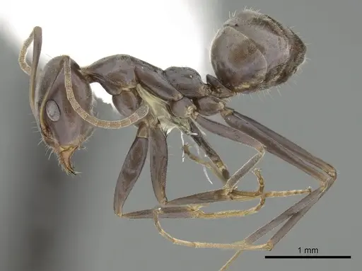 Iridomyrmex anceps - CASENT0249704