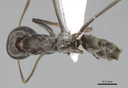 Iridomyrmex anceps - CASENT0740777