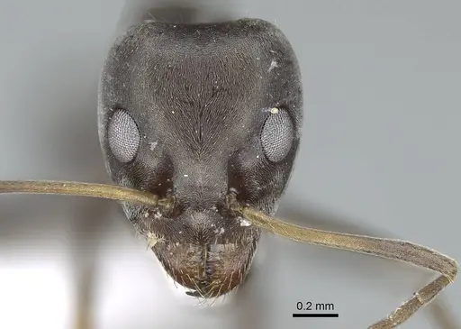 Iridomyrmex anceps - CASENT0740777