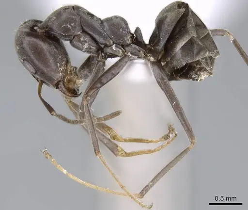 Iridomyrmex anceps - CASENT0740777