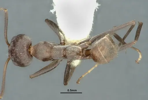 Iridomyrmex anceps - CASENT0886057