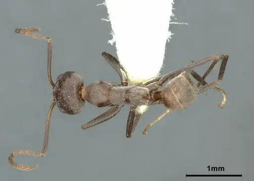 Iridomyrmex anceps - CASENT0886057