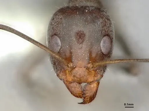 Iridomyrmex anceps - CASENT0886057