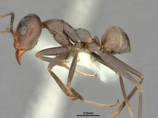 Iridomyrmex anceps - CASENT0886057