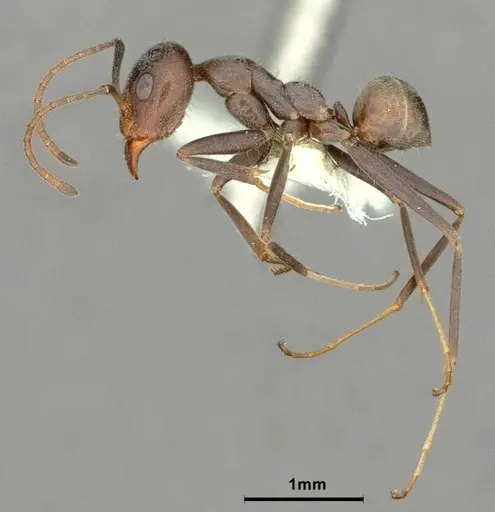 Iridomyrmex anceps - CASENT0886057