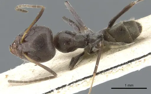 Iridomyrmex anceps - CASENT0905045