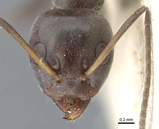 Iridomyrmex anceps - CASENT0905045