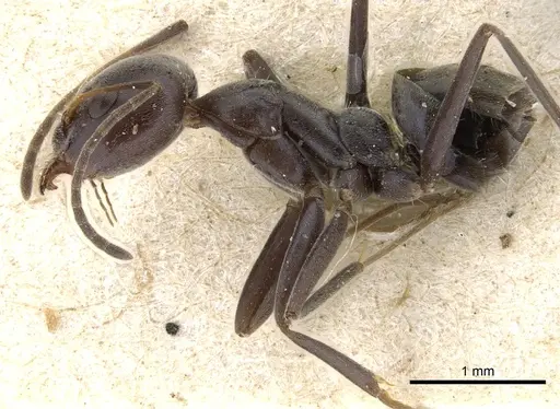 Iridomyrmex anceps - CASENT0905045