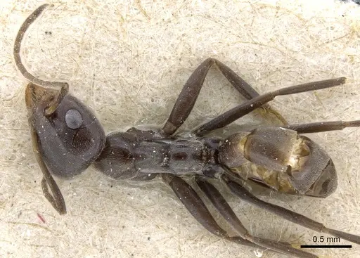 Iridomyrmex anceps - CASENT0905047