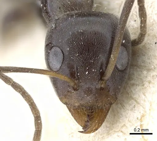 Iridomyrmex anceps - CASENT0905047