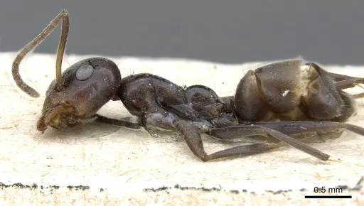 Iridomyrmex anceps - CASENT0905047