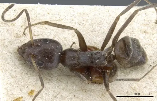Iridomyrmex anceps - CASENT0905055