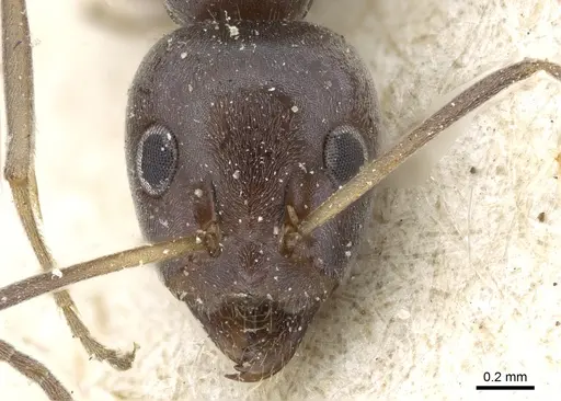 Iridomyrmex anceps - CASENT0905055