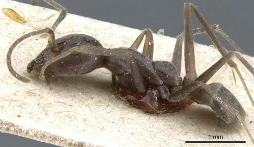 Iridomyrmex anceps - CASENT0905055